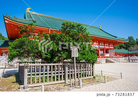 京都　平安神宮の右近の橘と大極殿（だいごくでん） 73281837