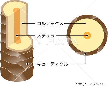 髪の構造 73282446