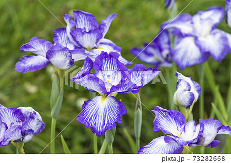 花菖蒲園に紫と白色の菖蒲の花が咲いています。このハナショウブの名前は夜光の珠（ヤコウノタマ）です。 73282668