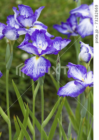 花菖蒲園に紫と白色の菖蒲の花が咲いています。このハナショウブの名前は夜光の珠（ヤコウノタマ）です。 73282669
