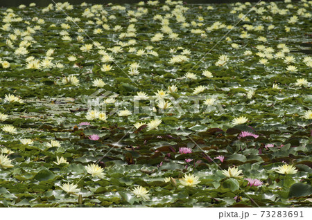 池にピンク色や黄色のスイレンの花がたくさん咲いています の写真素材