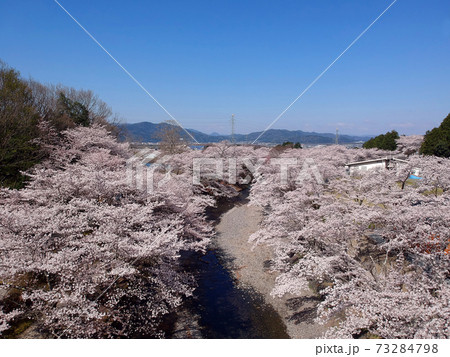 ドローン空撮 京都 亀岡 七谷川の桜並木 京都府亀岡市の写真素材