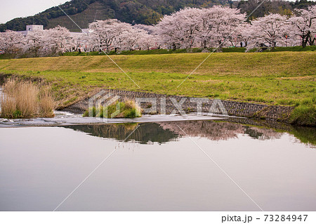 島根県桜名所斐伊川堤防桜並木の川に写る桜の写真素材