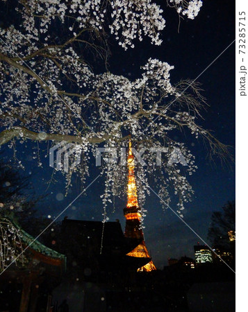 増上寺の夜桜とライトアップの東京タワー 73285715