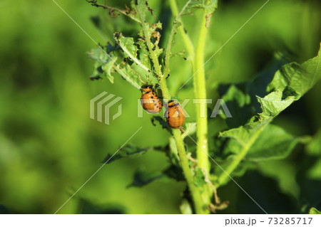 Two colorado potato beetle larvae eat the leaves on a potato bush. Blurred green background and couple of insect 73285717