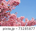 青空と河津桜　コピースペース 73285877