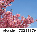 青空と河津桜　コピースペース 73285879
