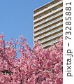 青空と河津桜とマンション　コピースペース　縦構図 73285881