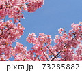 青空と河津桜　コピースペース 73285882