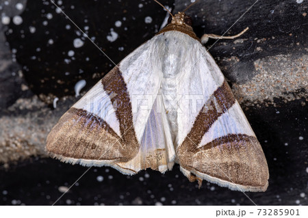 Brown Underwing moth 73285901