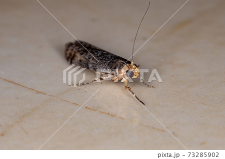 Knot horn Moth 73285902