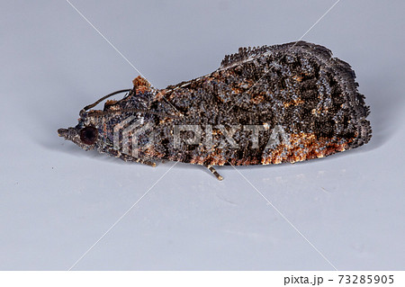 Olethreutine Leafroller Moth Olethreutine Leafroller Moth 73285905