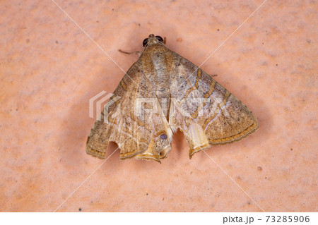 Adult Underwing moth Adult Underwing moth 73285906