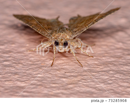 Adult Underwing moth 73285908