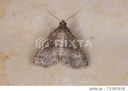 Brown Litter Moth 73285918
