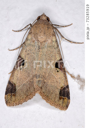 Graphic Owlet Moth Graphic Owlet Moth 73285919
