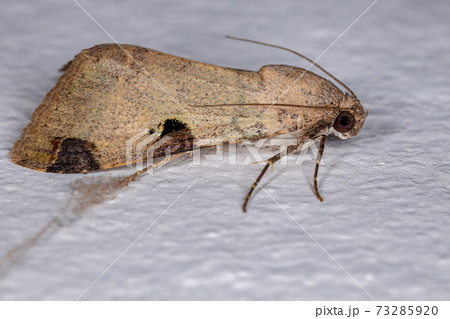 Graphic Owlet Moth Graphic Owlet Moth 73285920