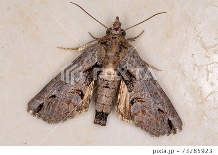 Brown Euteliid Moth 73285923