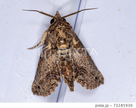 Brown Euteliid Moth 73285930