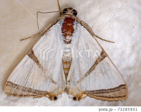 White Underwing moth White Underwing moth 73285931