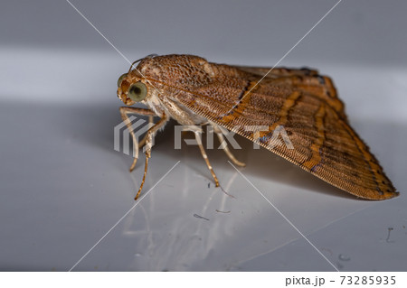 Adult Underwing moth Adult Underwing moth 73285935