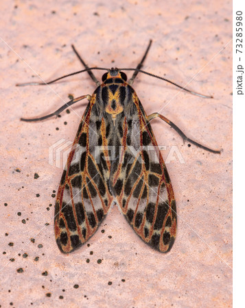 Orange Tiger moth 73285980