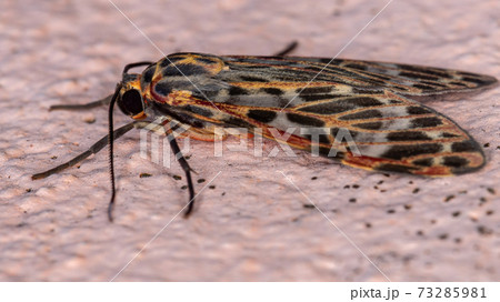 Orange Tiger moth 73285981