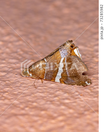 Adult Underwing moth 73285982