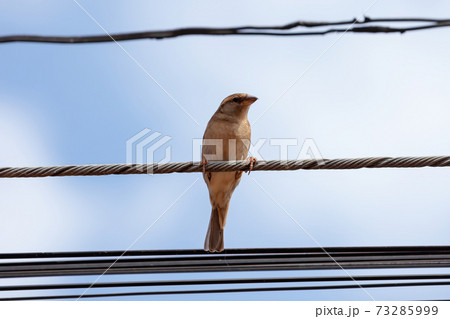 Adult House Sparrow Adult House Sparrow 73285999