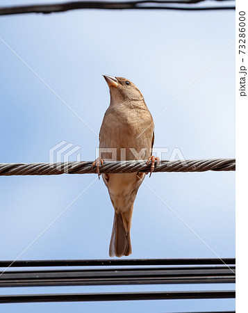 Adult House Sparrow Adult House Sparrow 73286000