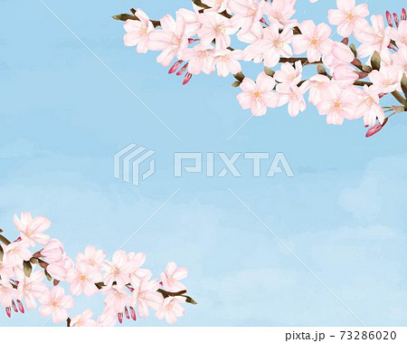 満開の桜 青空 景色 水彩風イラストのイラスト素材