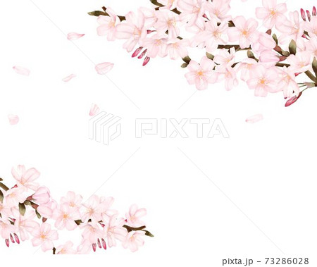 花びらが散る桜 風景 水彩風イラストのイラスト素材