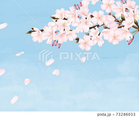 花びらが散る桜の木 青空 景色 水彩風イラストのイラスト素材