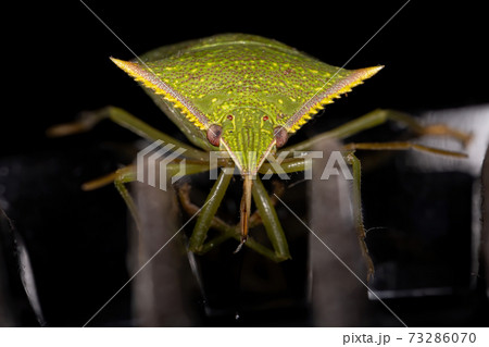 Green Stink Bug 73286070