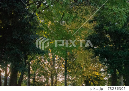 秋のいなりプレーパークの景色/東京都北区 秋のいなりプレーパークの景色/東京都北区 73286305