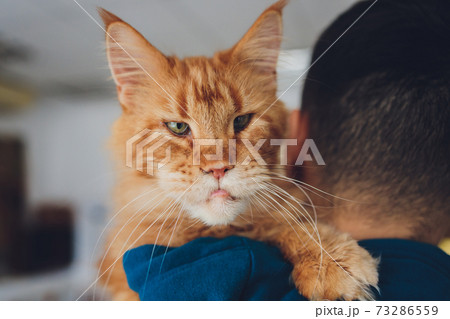 young man holding maine coon ginger cat. young man holding maine coon ginger cat. 73286559