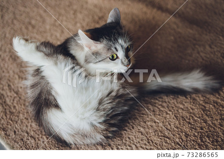 Grey striped cat washing itself by lick. Grey striped cat washing itself by lick. 73286565
