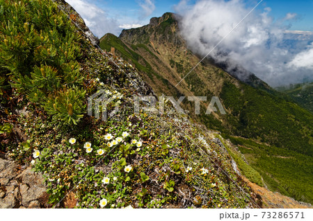 八ヶ岳連峰・赤岳稜線の高山植物と雲湧く阿弥陀岳 73286571