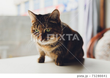 Tricolor striped cat sitting climbed on the table. Tricolor striped cat sitting climbed on the table. 73286641