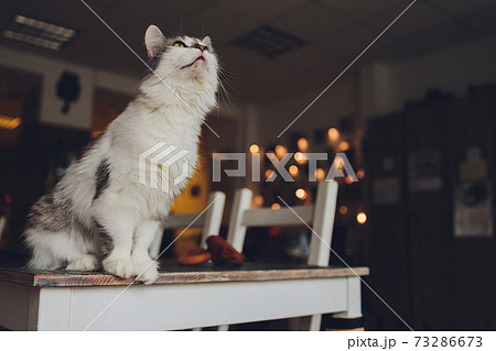 Close up view of a white grey Himalayan cat face facing camera in a daily home setting. 73286673