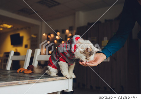 tabby cat is standing and licking the food which human is fedding. tabby cat is standing and licking the food which human is fedding. 73286747