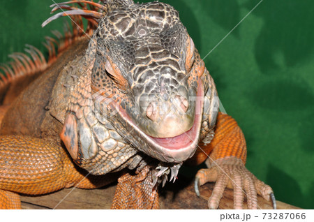 Red iguana - morph green iguana (Lat. Iguana iguana) in terrarium 73287066