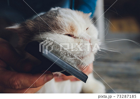 Tabby cat lying on the table at cats hairdresser's salon while being brushed and combed. Selective focus. 73287185