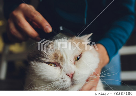 Tabby cat lying on the table at cats hairdresser's salon while being brushed and combed. Selective focus. 73287186