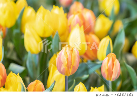 Beautiful tulips and green leaves with freshness in the garden Beautiful tulips and green leaves with freshness in the garden 73287235