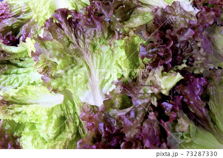 サニーレタス サニーレタス 73287330