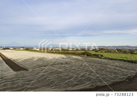 湘南三浦半島の神奈川県三浦市の特産のキャベツ畑・大根畑の冬 湘南三浦半島の神奈川県三浦市の特産のキャベツ畑・大根畑の冬 73288123