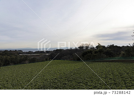 湘南三浦半島の神奈川県三浦市の特産のキャベツ畑・大根畑の冬 湘南三浦半島の神奈川県三浦市の特産のキャベツ畑・大根畑の冬 73288142