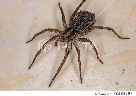 Wolf spider carrying the young Wolf spider carrying the young 73288297