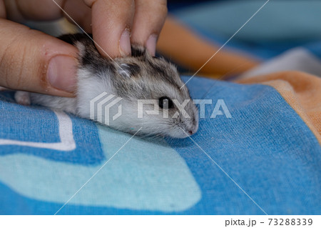Campbell's dwarf hamster 73288339